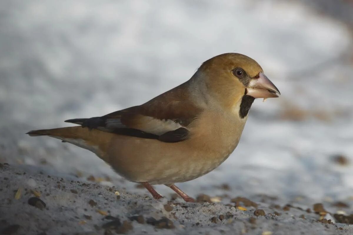 Обыкновенный Дубонос. Дубонос обыкновенный (coccothraustes coccothraustes). Птичка Дубонос. Дубонос обыкновенный клюв. Дубонос зимой