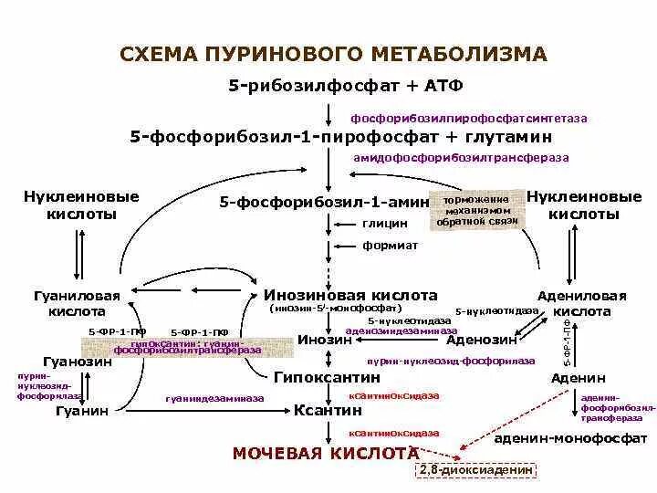 Атф анаболизма. Нарушение обмена пуриновых нуклеотидов. Нарушение обмена пуриновых оснований биохимия. Метаболизм пуриновых нуклеотидов биохимия. Синтез мочевой кислоты биохимия.