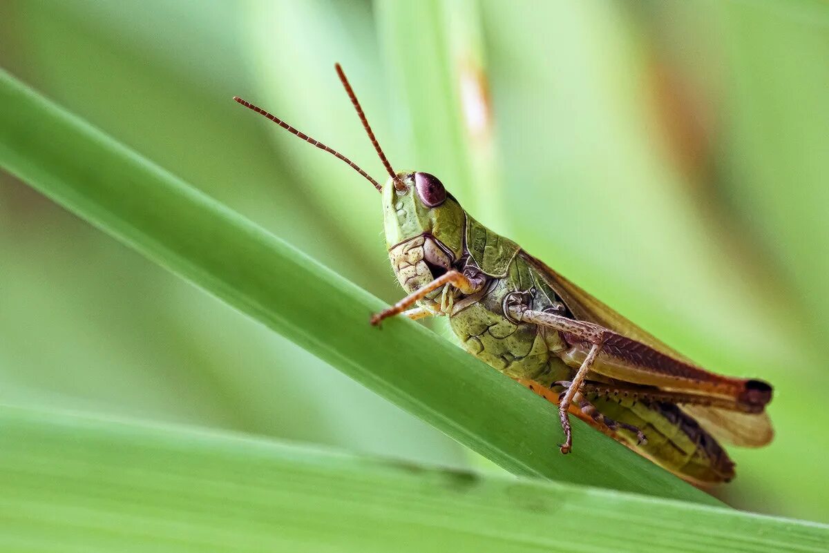 сколько ног у кузнечика