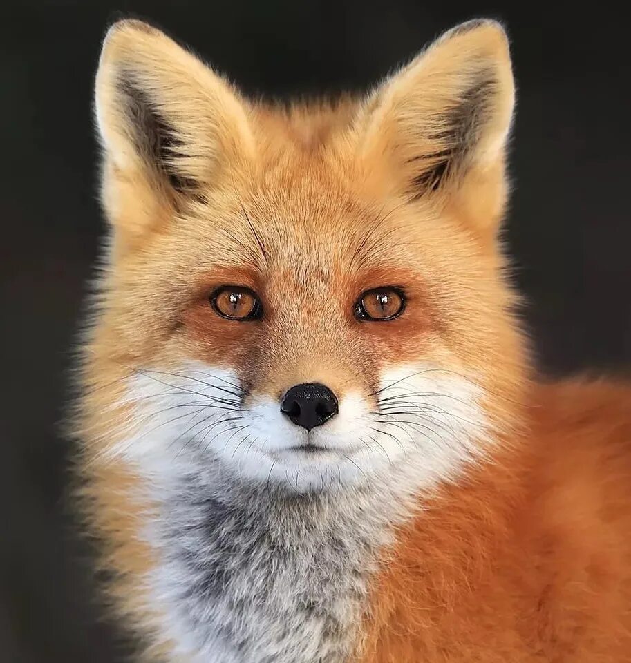 Лисенок. Лисен. Забавные лисы. Кьют фокс. Лисен.