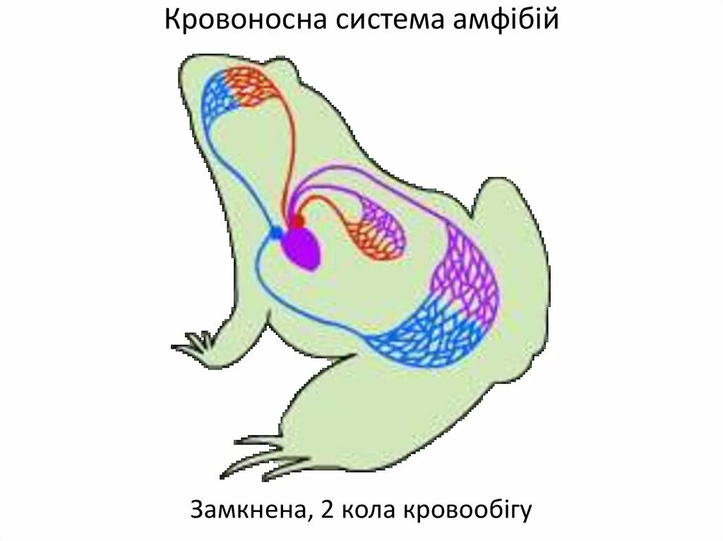 Схема кровеносной системы лягушки. Схема строения кровеносной системы земноводных. Кровеносная система амфибий рисунок. Схема кровеносной системы лягушки 7 класс.