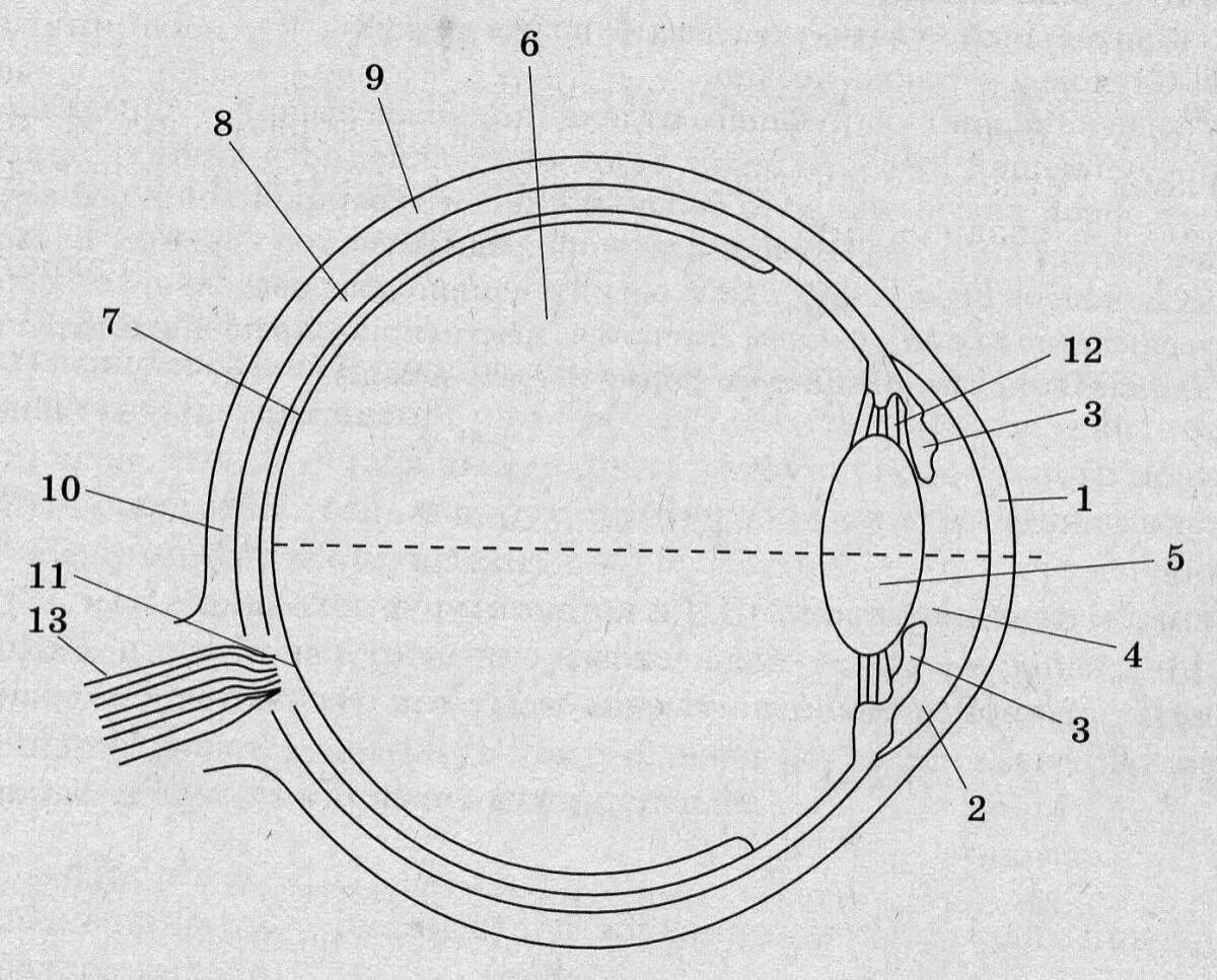 Обозначьте на рисунке строение глаза. Схема строения глазного анализатора. Строение зрительного анализатора глазное яблоко. Строение глаза человека схема. Строение зрительного анализатора без подписей.
