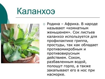 Что лечит каланхоэ