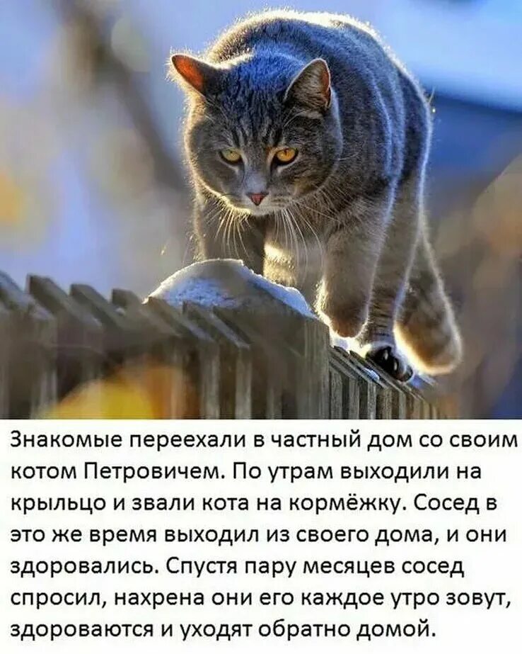 Смешные истории из жизни животных. Смешные истории про котов. смешные рассказы о котах. смешныеистории пра катов. смешной рассказ про кота.