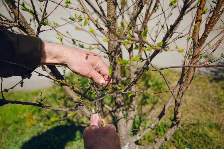 Как обрезать 5 грушу. Формирование молодой груши весной. Обрезать грушу летом. Летняя летняя обрезка груши. Обрезка груши.