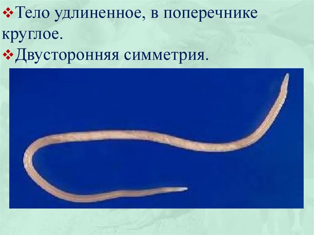Форма тела круглых червей. Тип круглые черви нематоды. Симметрия круглого червя. Круглые черви Тип симметрии. Глисты биология