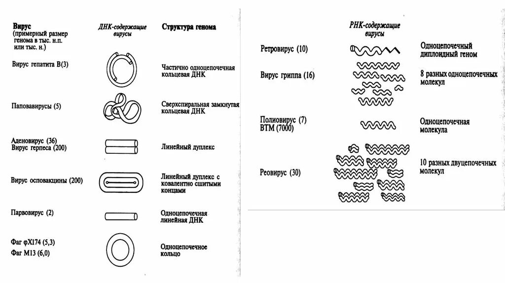 Форма кольцевой днк. Типы геномов ДНК содержащих вирусов. РНК содержащие вирусы схема. Вирусы ДНК И РНК содержащие таблица. Структуры ДНК или РНК вирусов.