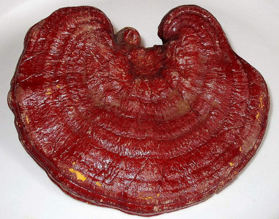 Ganoderma lucidum. Гриб ganoderma lucidum. ганодерма гриб рейши. ганодерма линчжи. линчжи рейши.