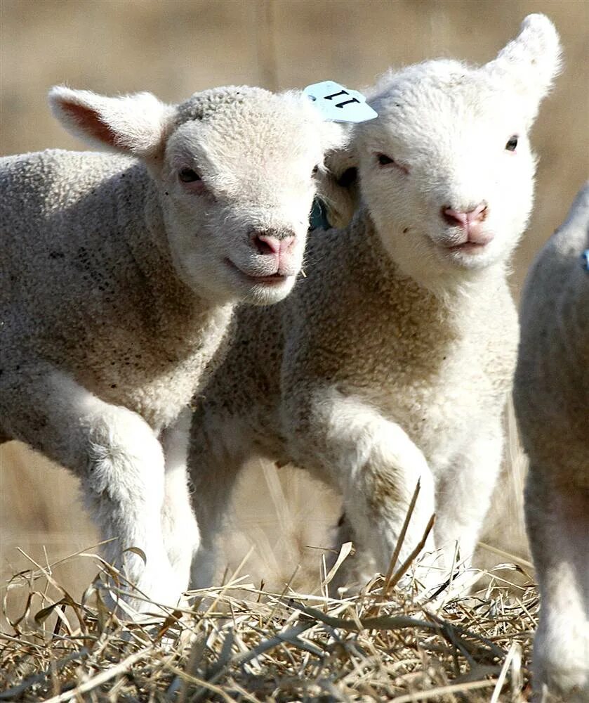 ягненок. ягненок. ягненок. про ягнят. красивая овца.