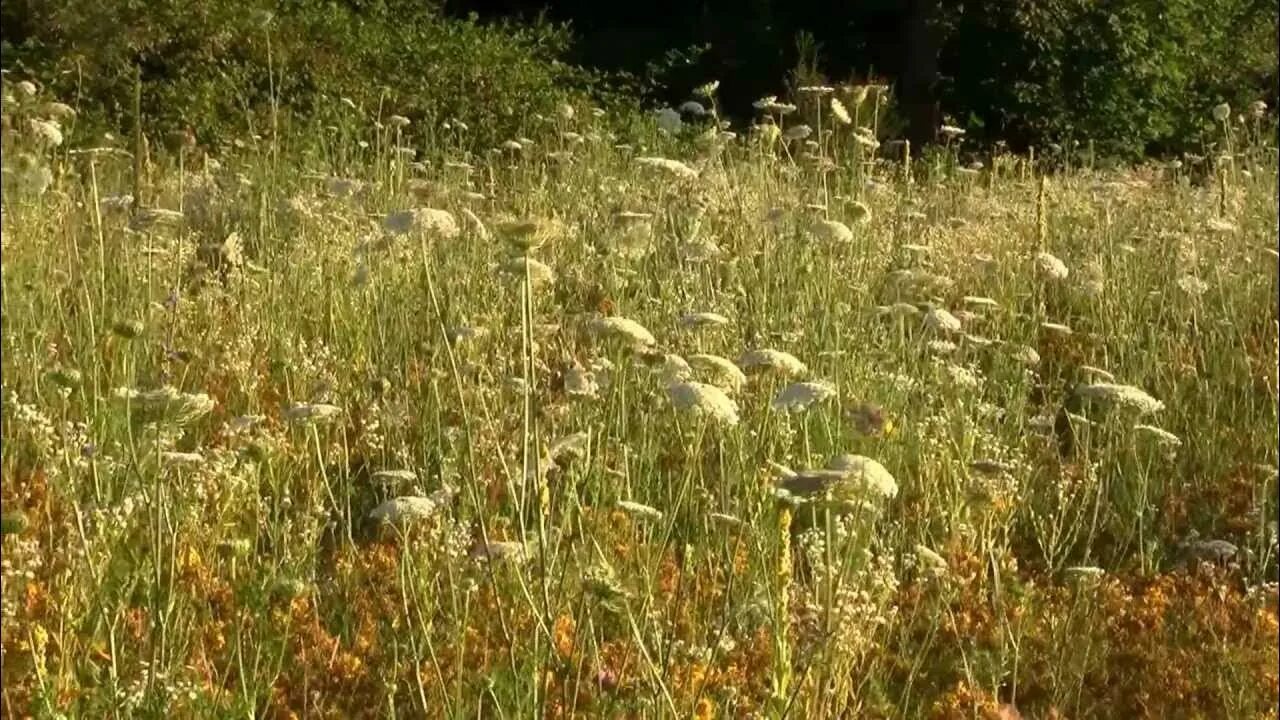 Травяное сообщество