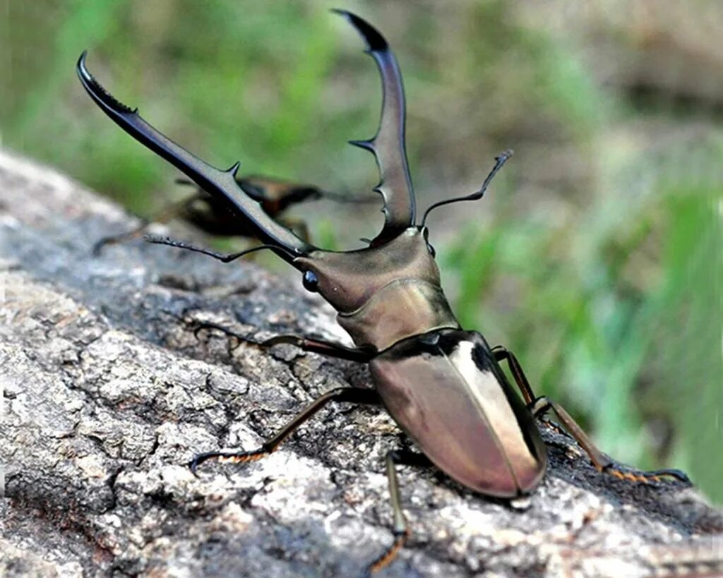 Жук с рогами на голове как называется. Жук рогач. жук-олень (lucanus cervus). жук олень рогач. майский жук рогач.