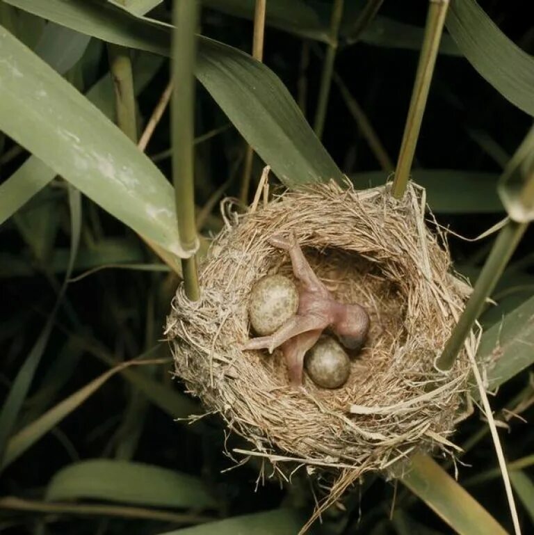 Яйца кукушки фото. Гнездо с яйцом кукушки. Птенец кукушки. Гнездо шпорцевой кукушки. Обыкновенная Кукушка гнездо.