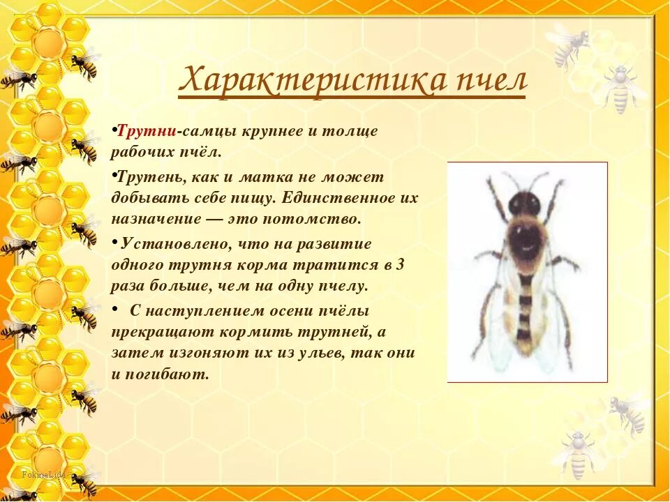 Сообщение о пчеле 2 класс окружающий мир