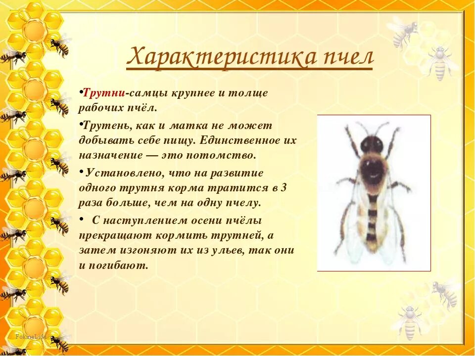 Информация о пчелах 2 класс. Пчела медоносная Тип развития. Информация о пчелах для детей. Пчелы кратко. Общая характеристика пчел.