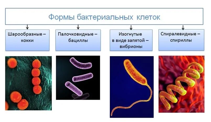 6 примеров бактерий. Бактерии сапротрофы. Бактерии паразиты названия. Бактерии паразиты примеры.