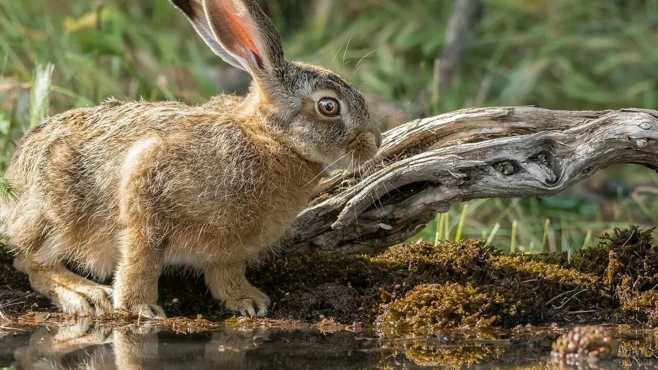 Заяц лесной. Заяц русак заяц русак. Зайчик в лесу. Заяц беляк летом. Заяц русак лапы.