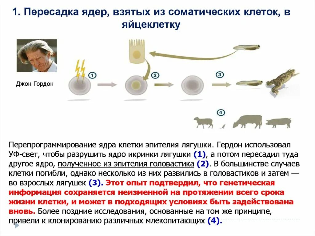 Пересадка ядер клеток эмбрионов. Гердон клонирование лягушки. Опыт Гердона. Трансплантация ядер соматических клеток. Перепрограммирование клеток.