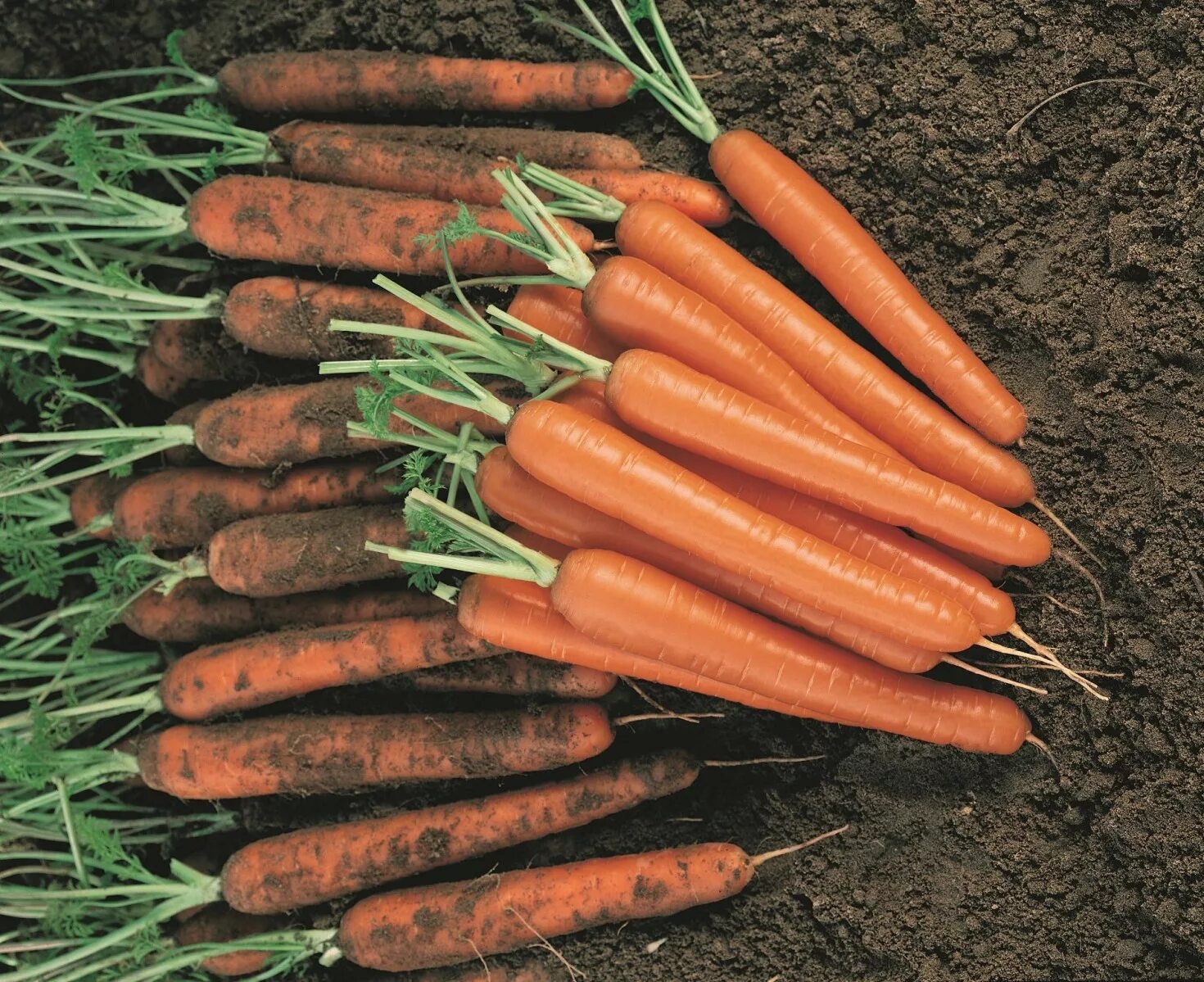 Купить морковь оптом. Морковь Волгоградская. Морковь Волгоград. Морковь Волгоградская область. Морковь опт.