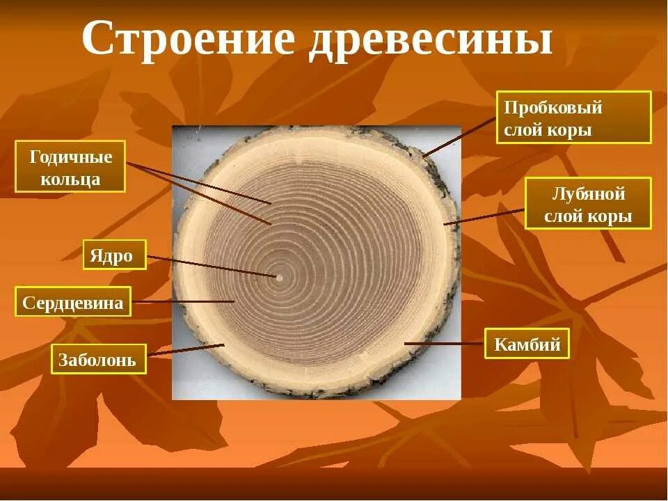 Ткани растений ксилема флоэма. Продольный и поперечный срез разница. Экономический срез. Экономический срез. Структурные сдвиги в национальной экономике.