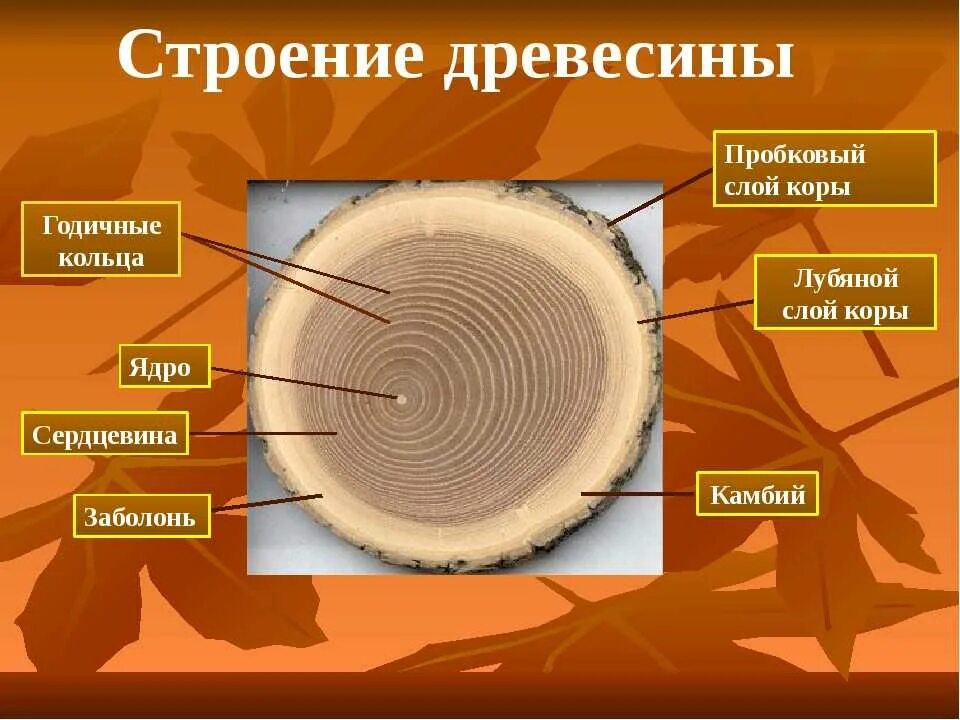 Группа срез. Строение древесины заболонь. Структура древесины биология 6 класс. Лубяной слой дерева. Спил дерева строение биология.