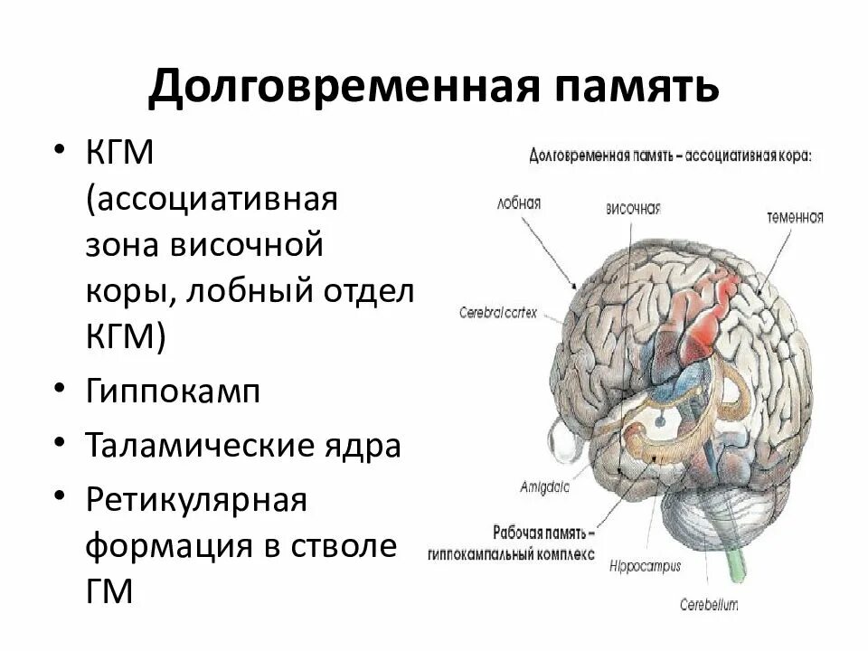 Ассоциативные зоны коры мозга. Долговременная память человека. Виды долговременной памяти человека. Ассоциативные зоны коры.