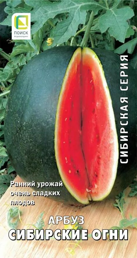 Арбуз сибирские огни. Арбуз мулат f1. Арбуз сибирские огни. Семена арбуз сибирские огни. Семена арбуз сибирские огни.