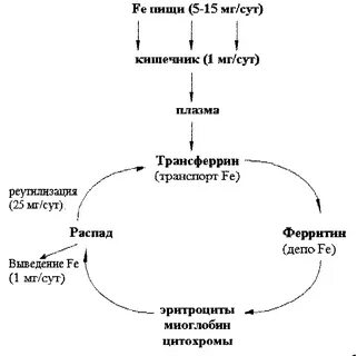 Гипсидин