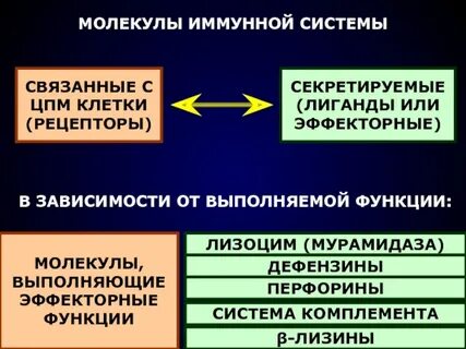 Молекулы иммунной системы