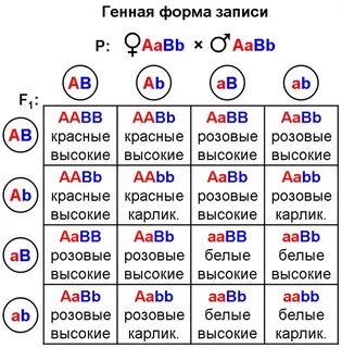 Растения с генотипом aabb