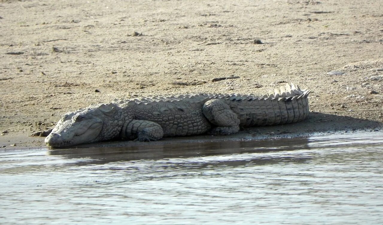 Болотный крокодил. Болотный крокодил (crocodylus palustris). магер крокодил. индийский крокодил магер. индийский (или болотный) крокодил или магер..