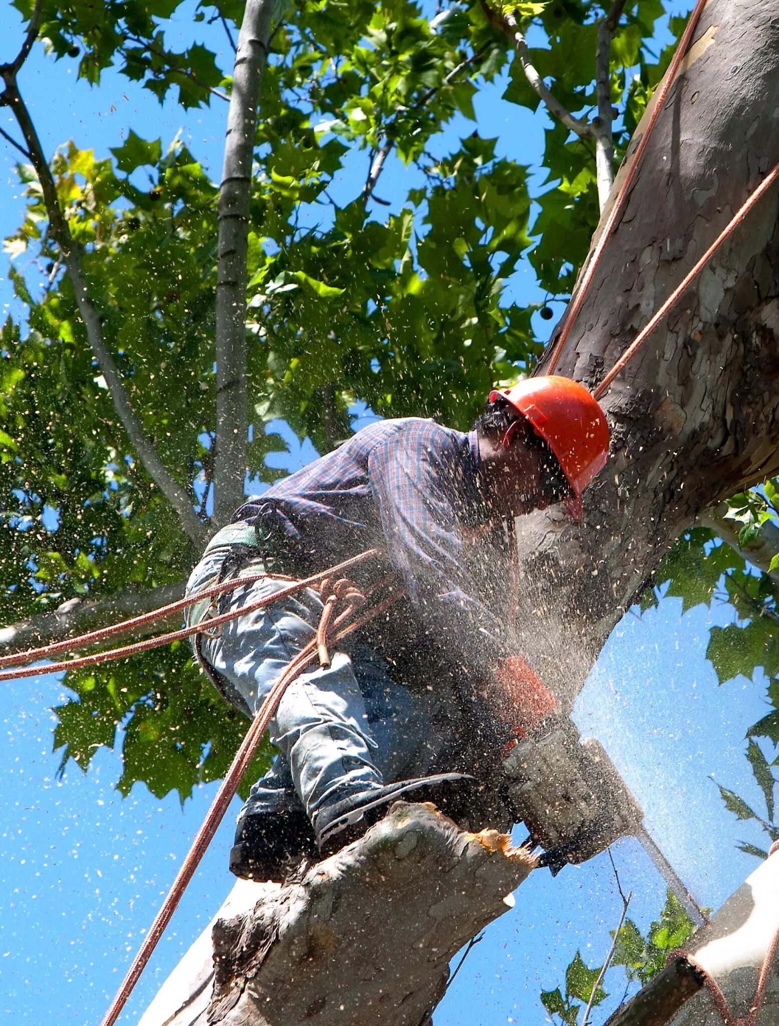 Cut them down. Cut down Trees. Cutting Trees. Cut down Sycamore. Заработал топ деревья.