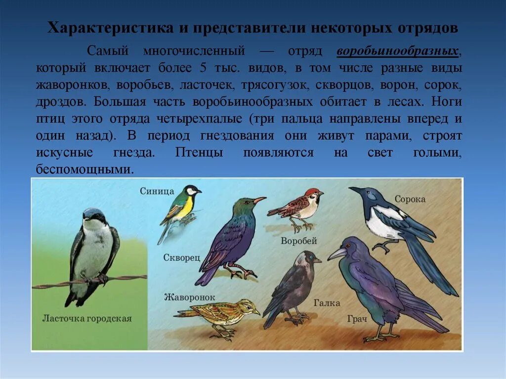 Какие представители у птиц. Отряды птиц. Представители птиц. Птицы разных отрядов. Отряды птиц и представители.