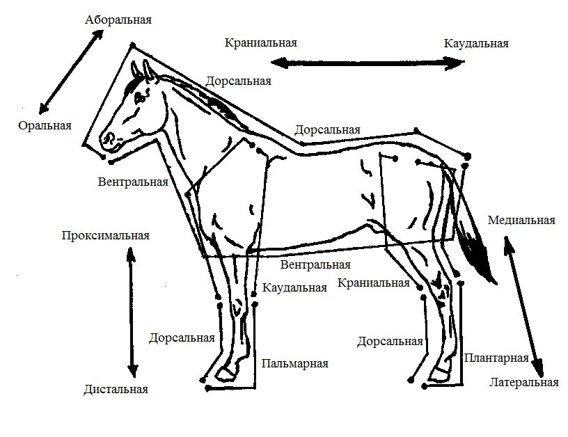 Лошадь вид спереди чертеж. Анатомические направления и плоскости в ветеринарии. Плоскости анатомия Ветеринария. Плоскости и направления лошади анатомия.