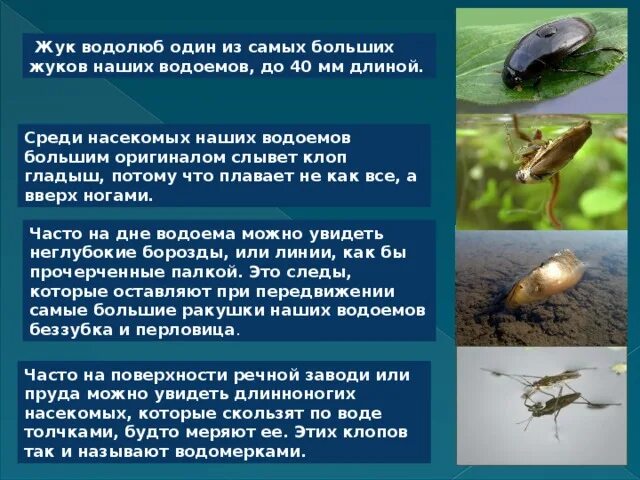 Длина тела водолюба большого. Длина тела водолюба большого. Длина тела водолюба большого. Жук большой черный водолюб. Плавунец окаймленный и водолюб большой.