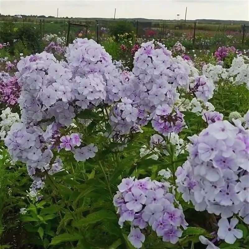 Флокс герман фото и описание отзывы Флокс Phlox. Описание. Виды. Условия выращивания.