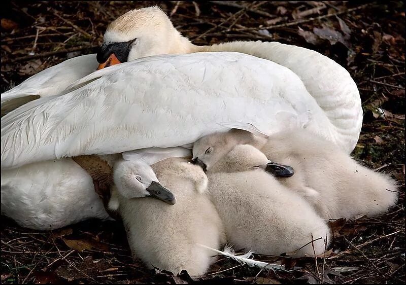 Заботливые животные. Поведение животных. Львица с детенышем. Животные заботятся о потомстве. 1 класс забота зверей о своих детенышах.