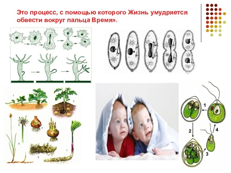 Схема бесполого размножения 6 класс. Бесполое размножение организмов. Размножение живых организмов схема. Бесполое размножение рисунок. Все живые размножаются