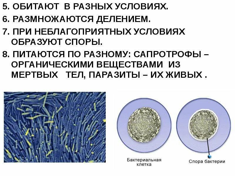 Каковы особенности строения и жизнедеятельности. Жизнедеятельность бактерий. Процессы жизнедеятельности бактерий. Бактерии их строение и жизнедеятельность. Особенности процессов жизнедеятельности бактерий.