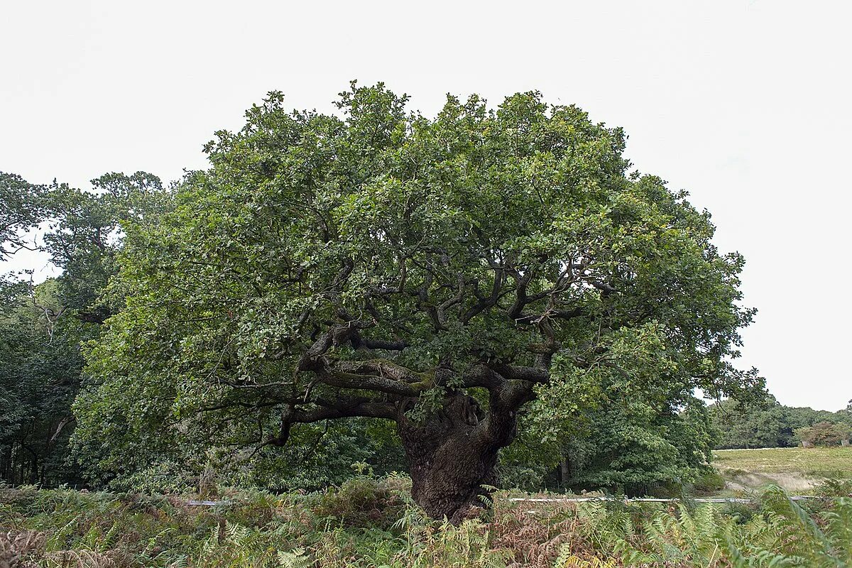 Лондонские деревья. Королевский дуб дерево. Великое дерево. Дуб Королевские скалы.