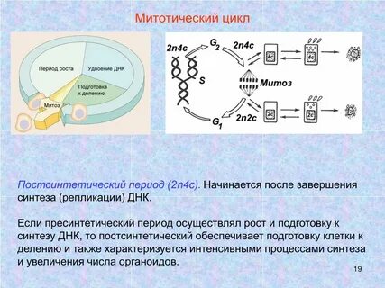 Клеточный цикл удвоение днк