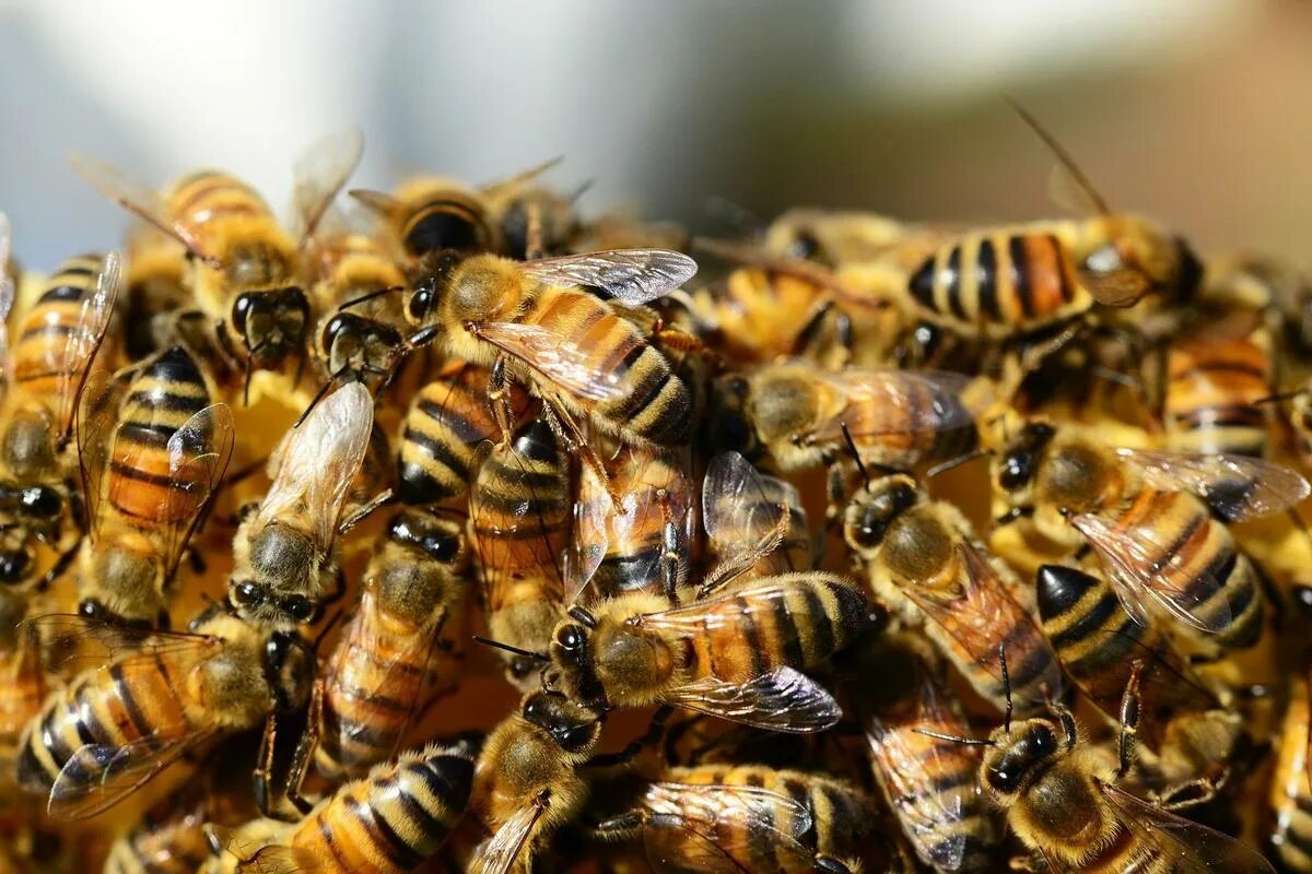 Как можно стать пчелой. Медоносные пчелы Рой. Среднерусская медоносная пчела. Медоносные пчёлы ульи. Среднерусская пчела Рой.