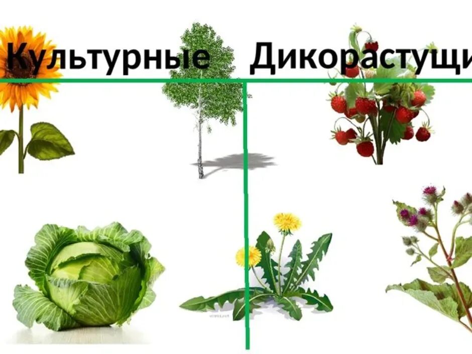 Культурные растения. Дикие и домашние растения. Дикорастущие и культурные растения. Домашние и дикорастущие растения.