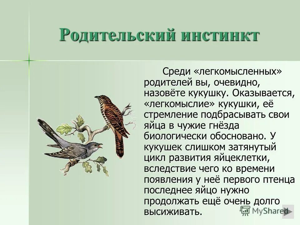 Инстинкты птиц. Родительское поведение птиц. Кукушка презентация. Сведения о жизни кукушки.