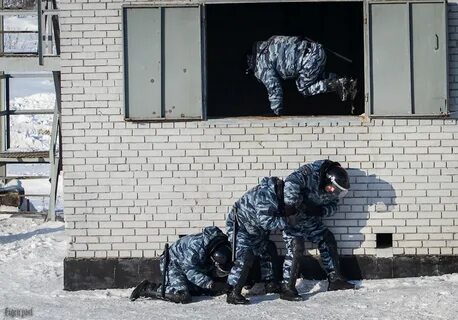 Омон зубр