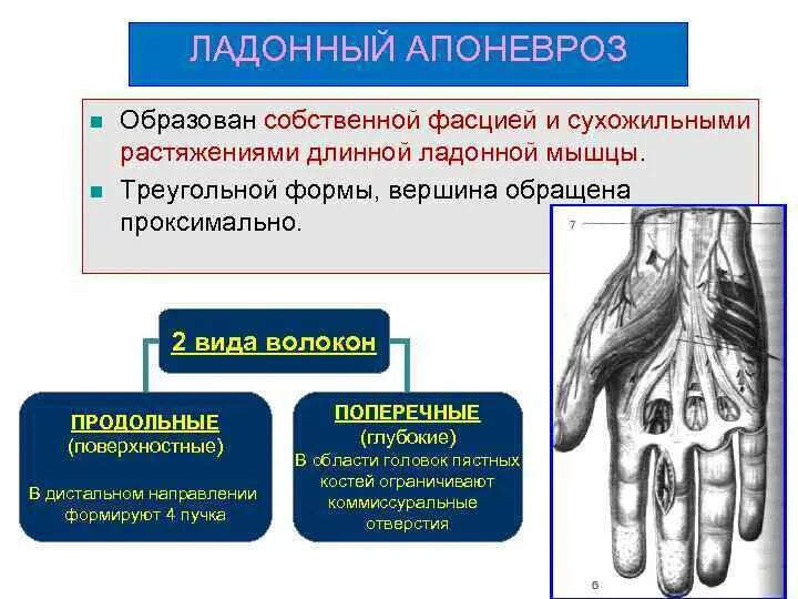 К ладонному апоневрозу прикрепляется мышца