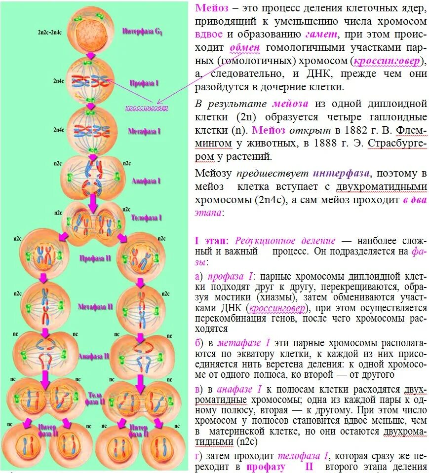 Мейоз фазы и набор