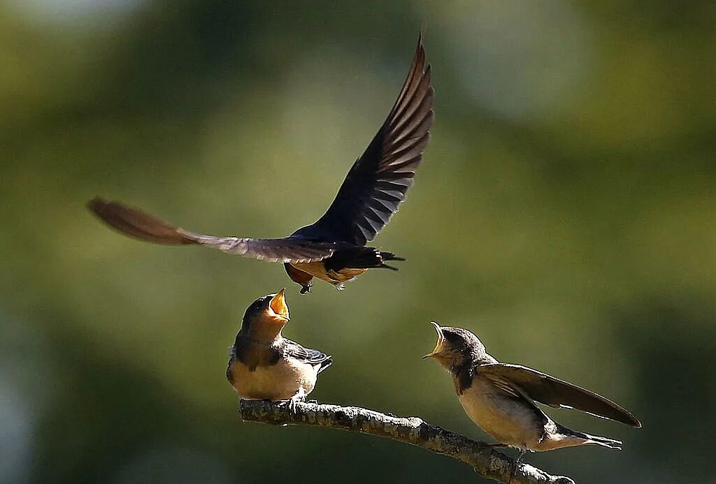 Кукушка. Bird species. Bird wanting to Fly. Baby Bird studing Fly. Birds депозит