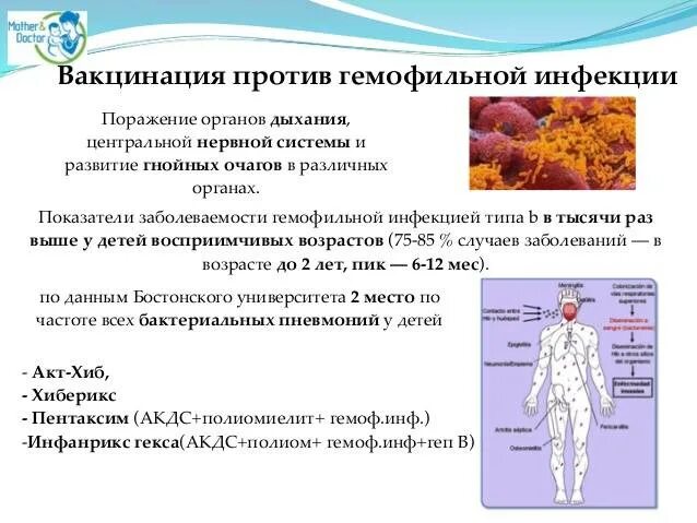 Схема вакцинации против гемофильной инфекции у детей. Гемофильная вакцина схема вакцинации. Гемофильная прививка вакцина. Против гемофильной инфекции прививка название. Вакцинация против гемофильной инфекции схема.