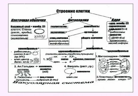Конспект по биологии строение клетки