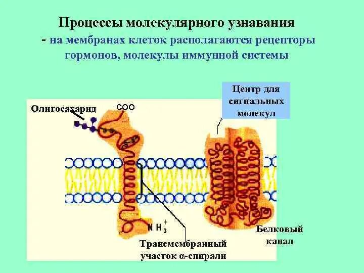 Узнавание клеток своего типа ткани. Обеспечивают узнавание клеток своего типа. молекулярные процессы. углеводы в клеточной мембране.